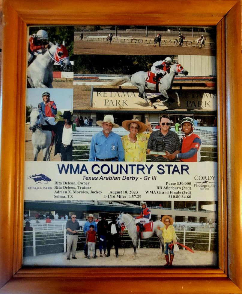 ARABIAN HORSES FOR SALE, SAN ANTONIO TEXAS AREA